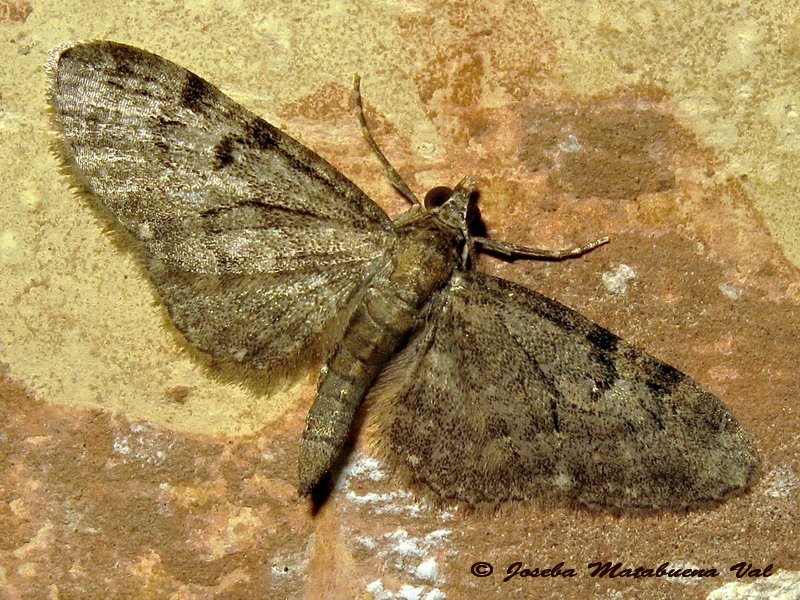 Eupithecia tantillaria? Eupithecia sp. - Geometridae